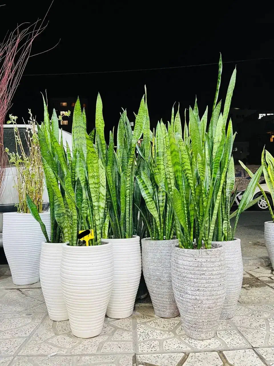 گل سانسوریا فقط تاآخر امشب|گل و گیاه طبیعی|کرج, گلشهر|دیوار