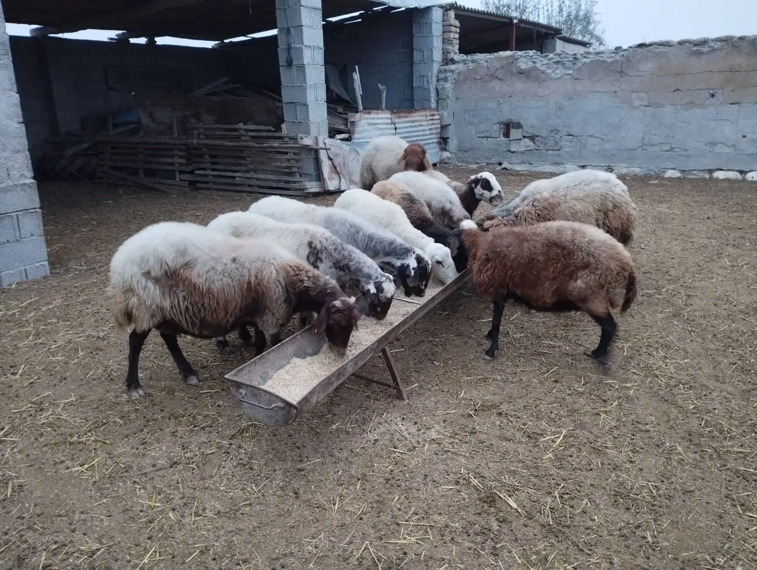 ده راس گوسفند آبستن|حیوانات مزرعه|گمیشان, |دیوار