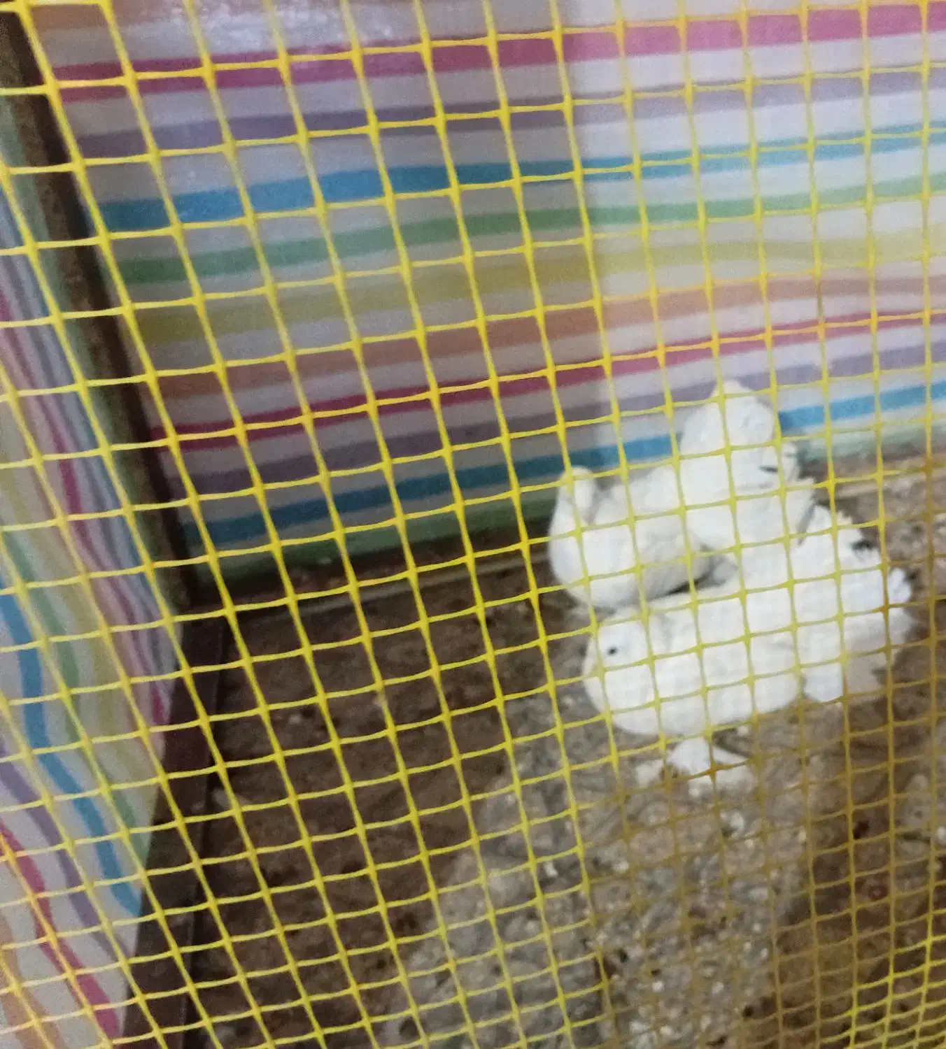 کفتر دم چتری پاپر|پرنده|اقبالیه, |دیوار