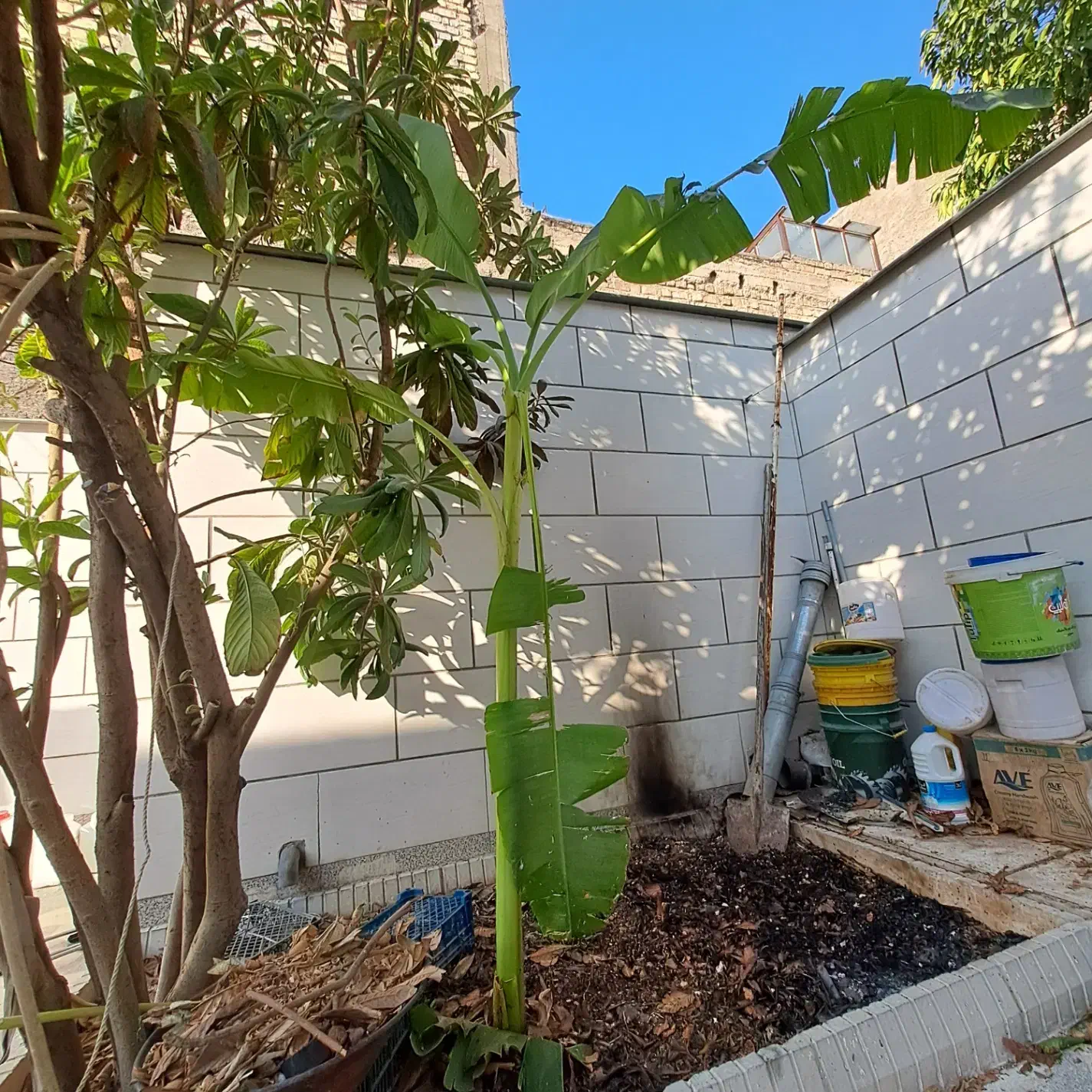 نهال موز|گل و گیاه طبیعی|شیراز, شهرک گلستان|دیوار