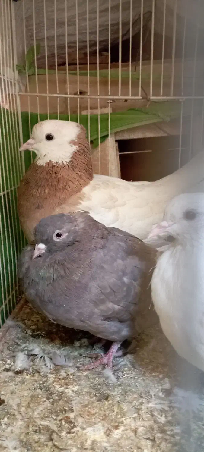 کفتر شکلاتی دم سفید نهبندان|پرنده|نهبندان, |دیوار