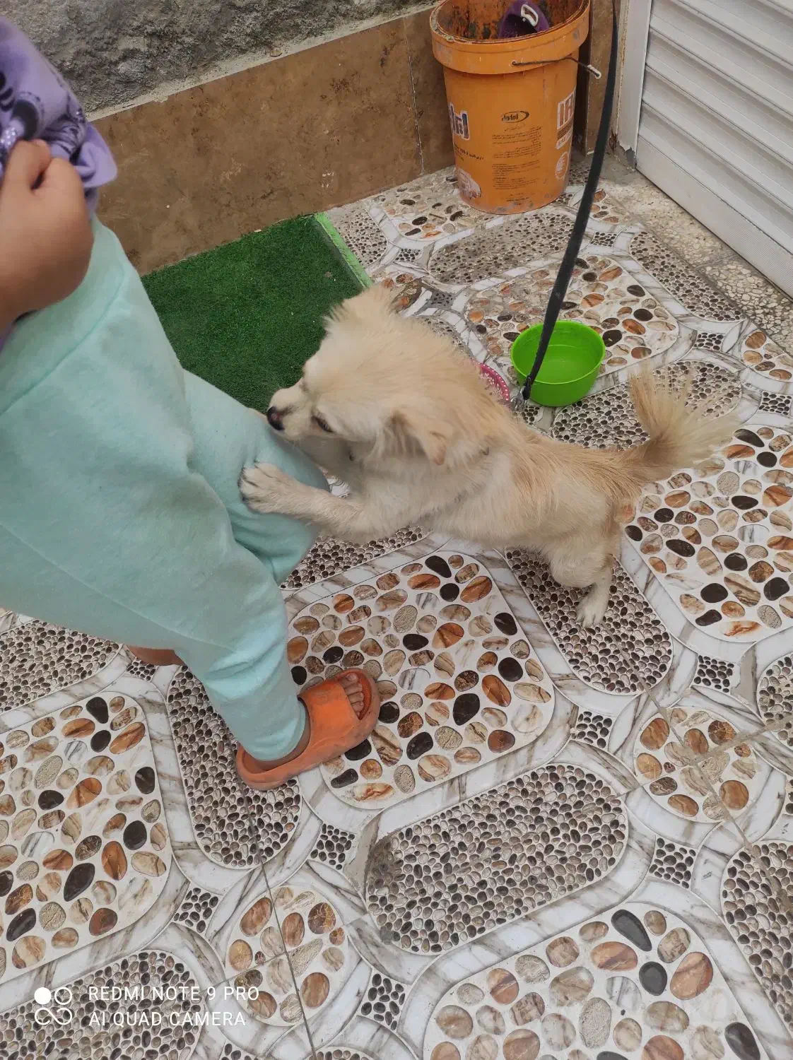 بندر ماهشهر شهرک شهید چمران|سگ|چمران, |دیوار