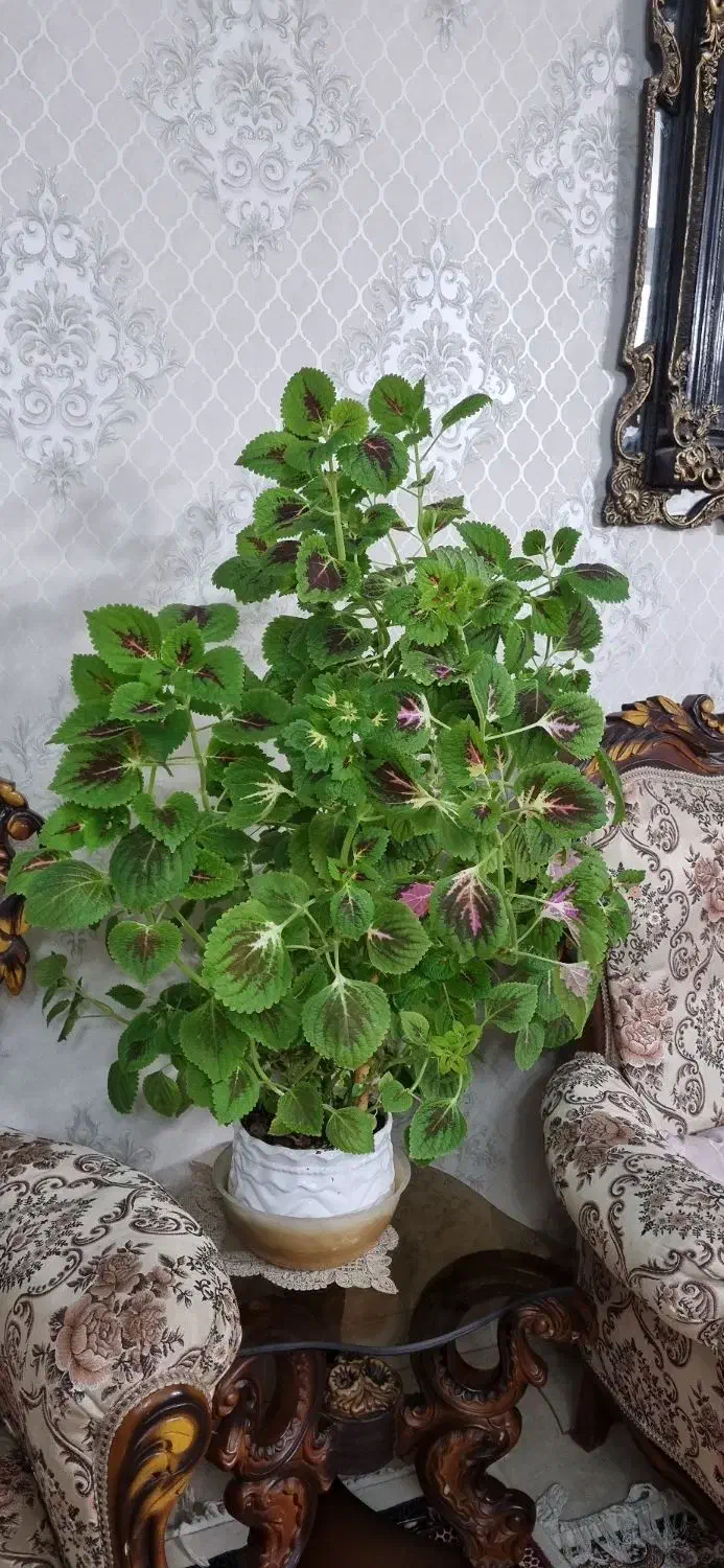 گل حسن یوسف|گل و گیاه طبیعی|تهران, یافت آباد شمالی|دیوار