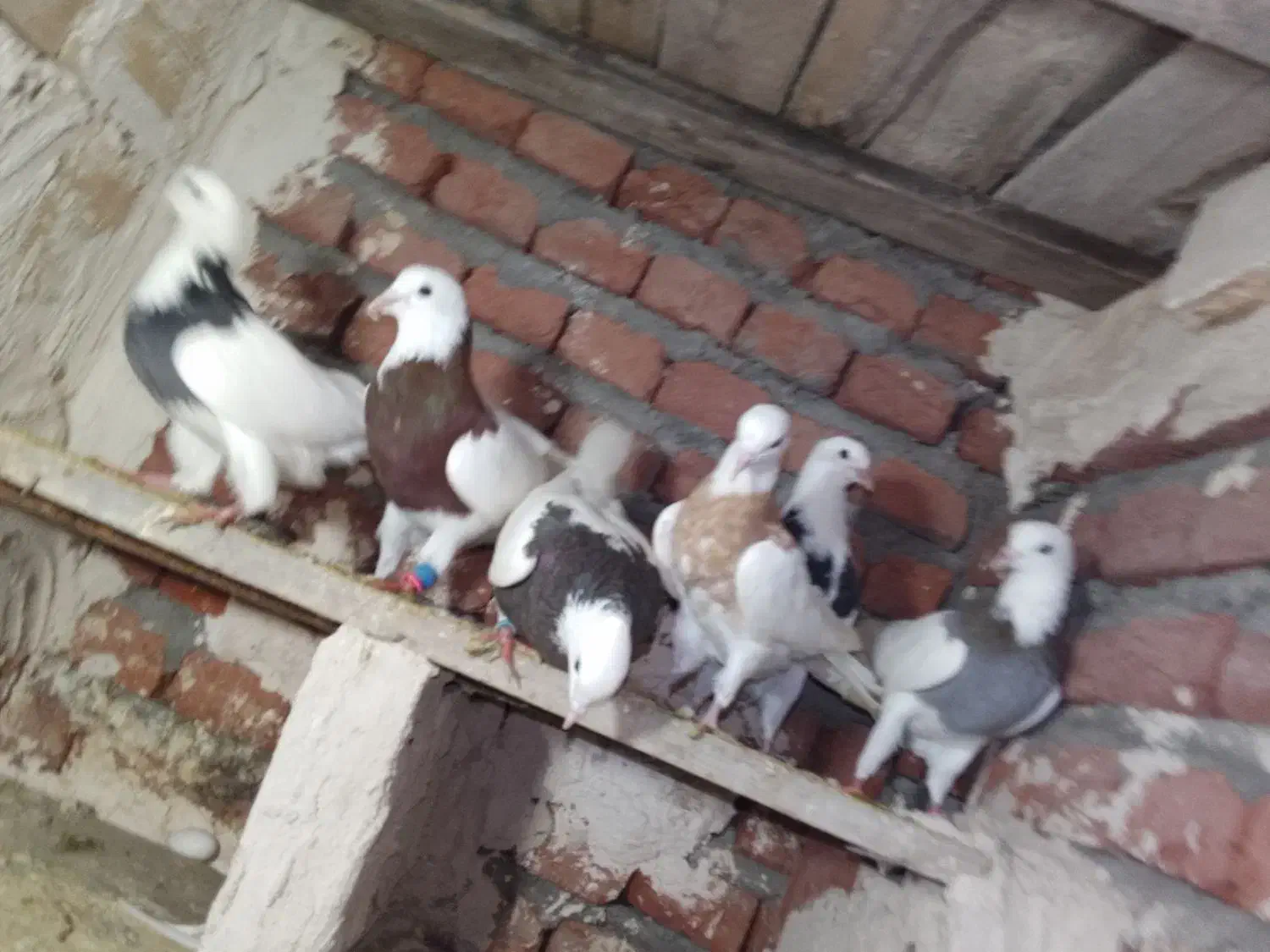 کبوتر|پرنده|ملکان, |دیوار