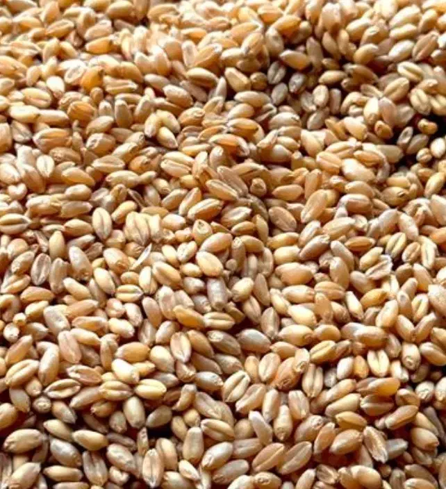 گندم  قرمز|عمده‌فروشی|بجنورد, |دیوار