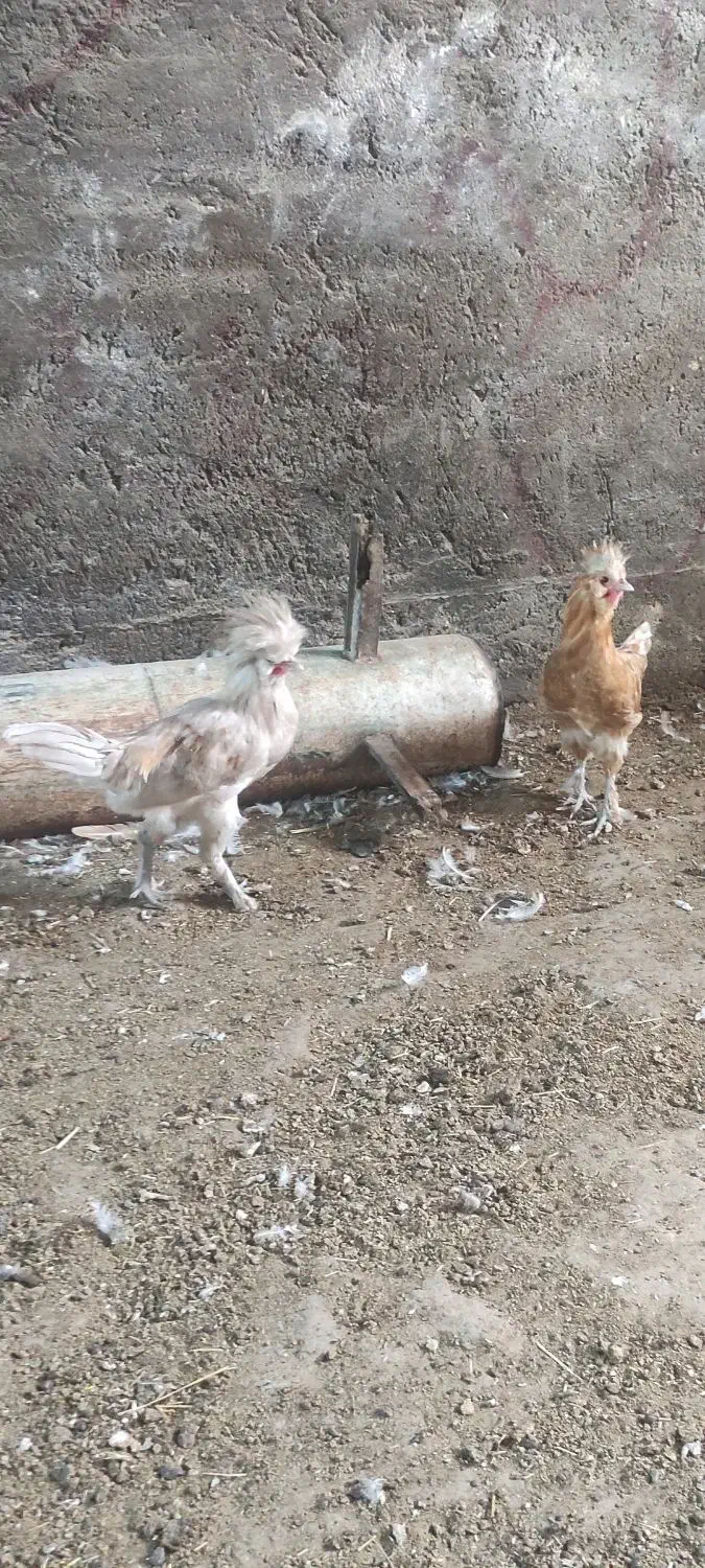 جوجه|پرنده|فریمان, |دیوار