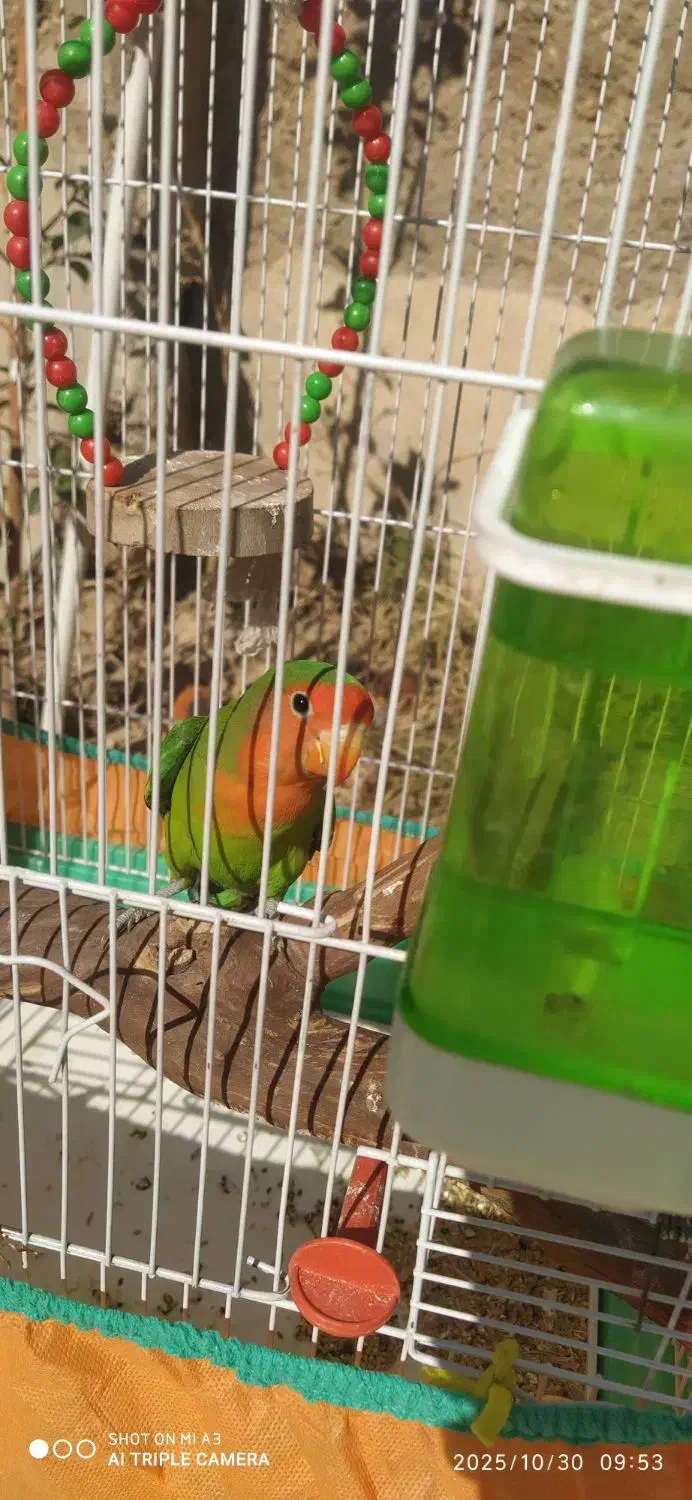 پرنده بازیگوش|پرنده|مرودشت, دولت آباد|دیوار