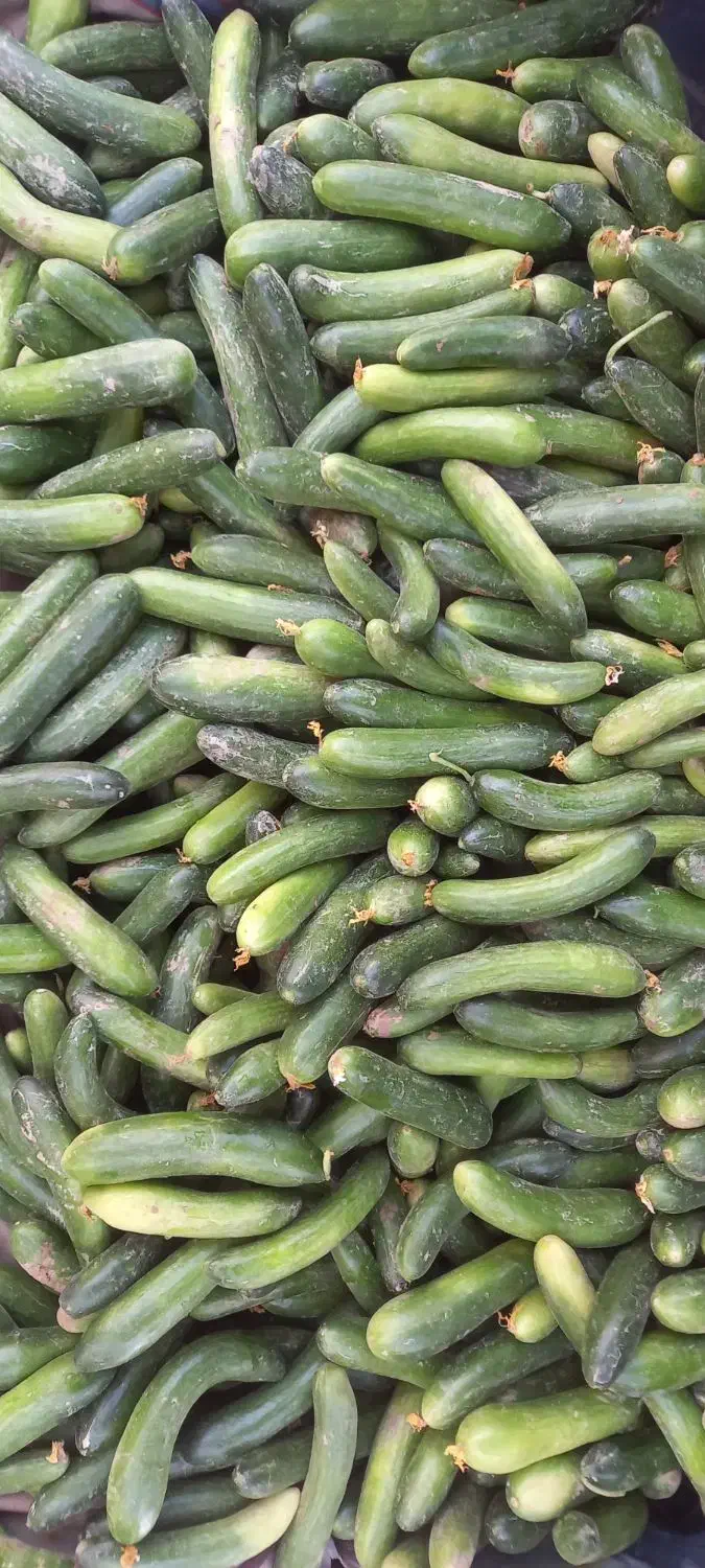 خیار محلی ۲۸ت، ۲۰ت و ۱۵ت|حراج|جهرم, |دیوار