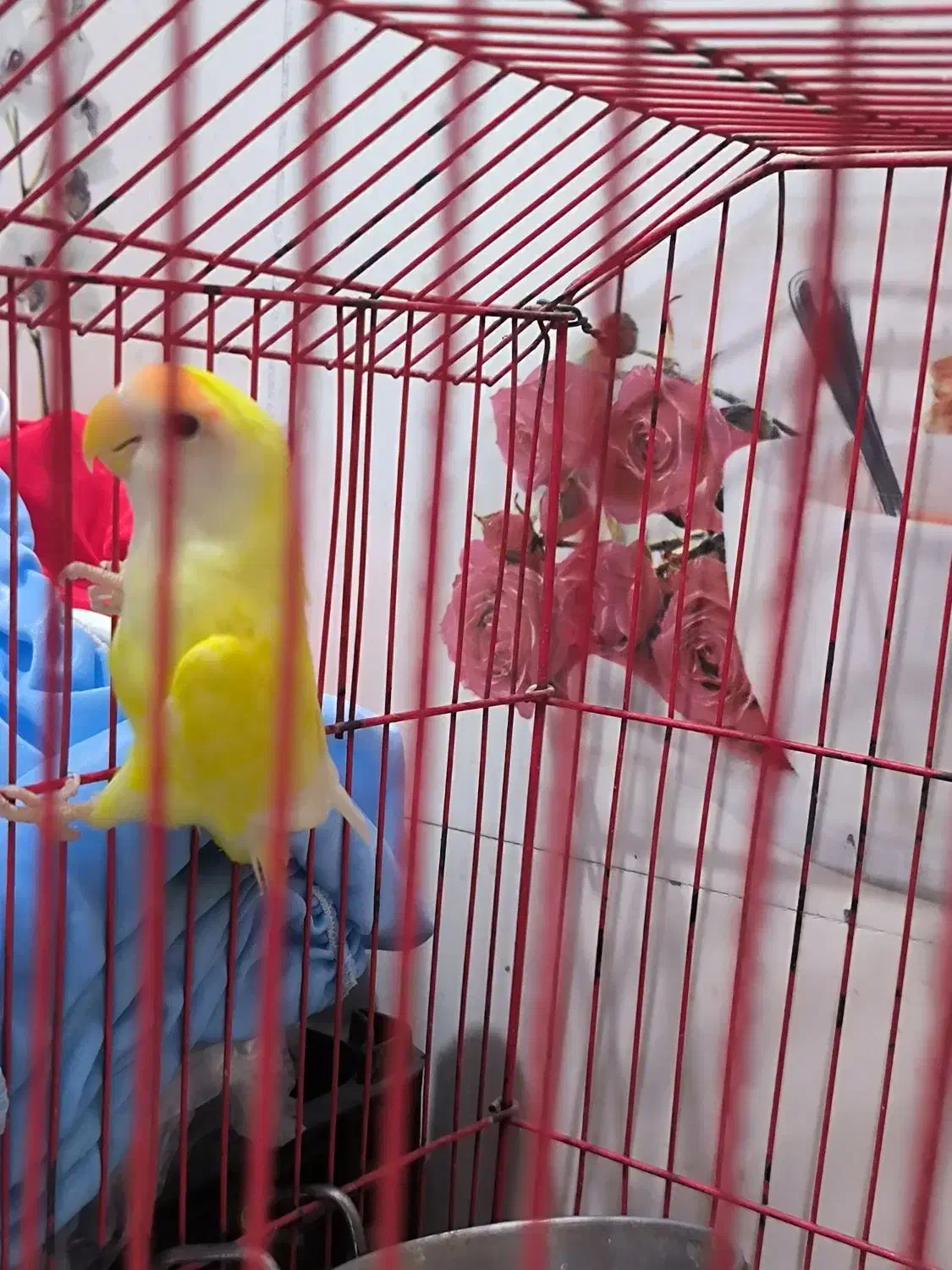 کوتوله زرد|پرنده|میناب, |دیوار