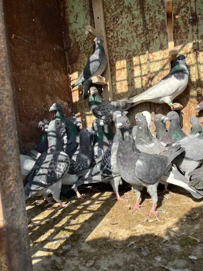 کبوتر|پرنده|مرودشت, ثبت احوال|دیوار