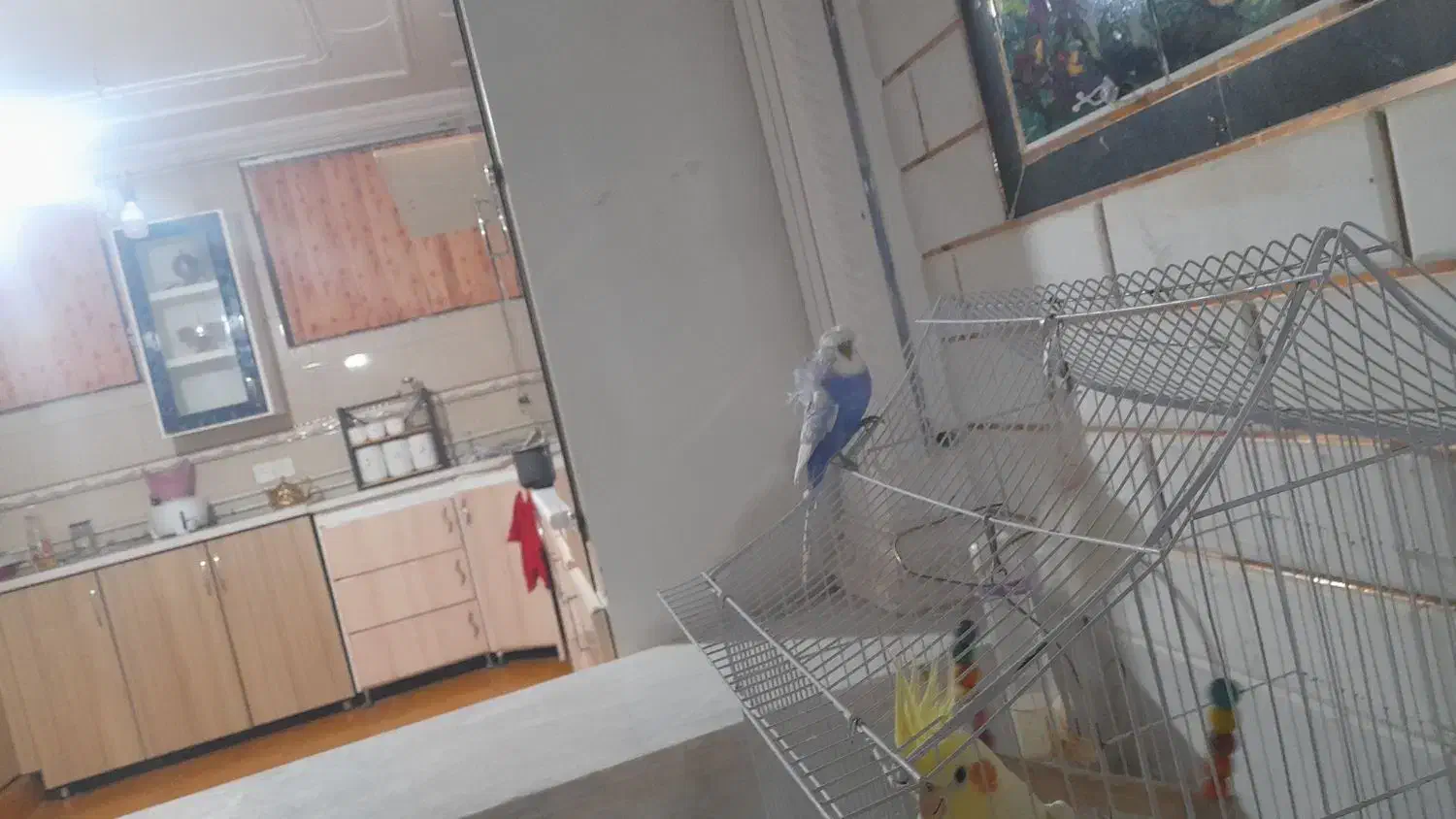 مرغ|حیوانات|نی‌ریز, |دیوار