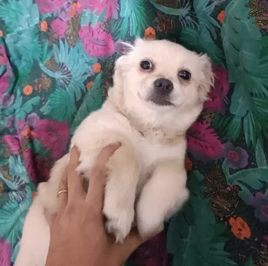 توله اشپیتز ماده|سگ|نسیم‌شهر, |دیوار