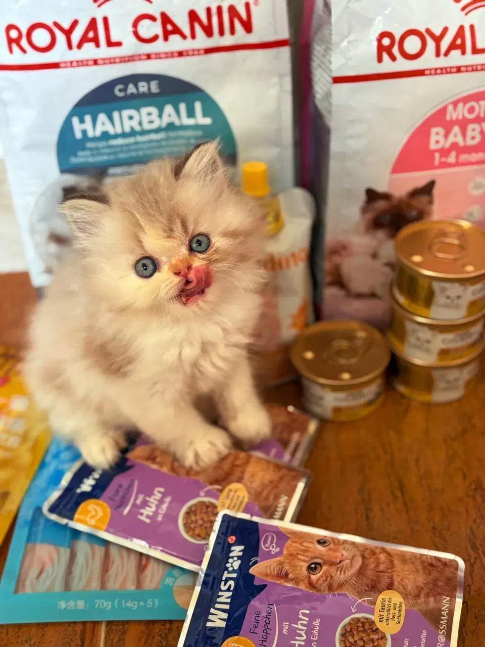 بریتیش لانگ هیر|گربه|رشت, شهرک قدس|دیوار