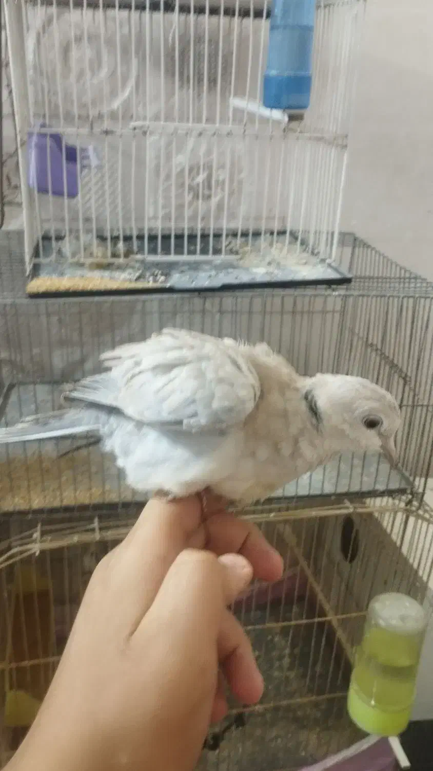 کبوتر. زینتی فروش فوری|پرنده|باوی, |دیوار