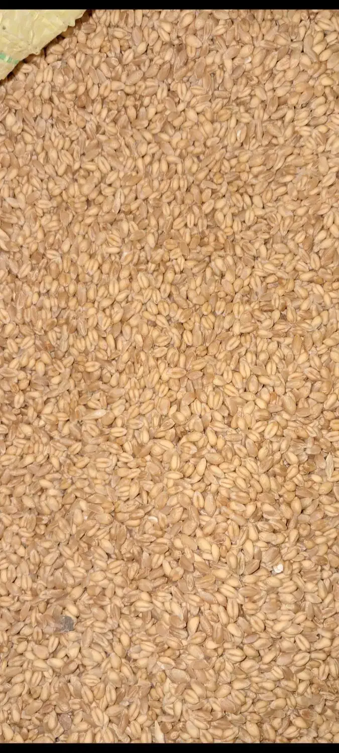 گندم|عمده‌فروشی|آباده, |دیوار