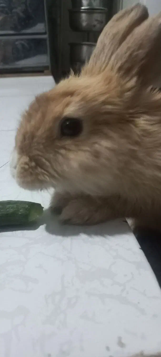 خرگوش گمشده|موش و خرگوش|مشهد, شهید قربانی|دیوار