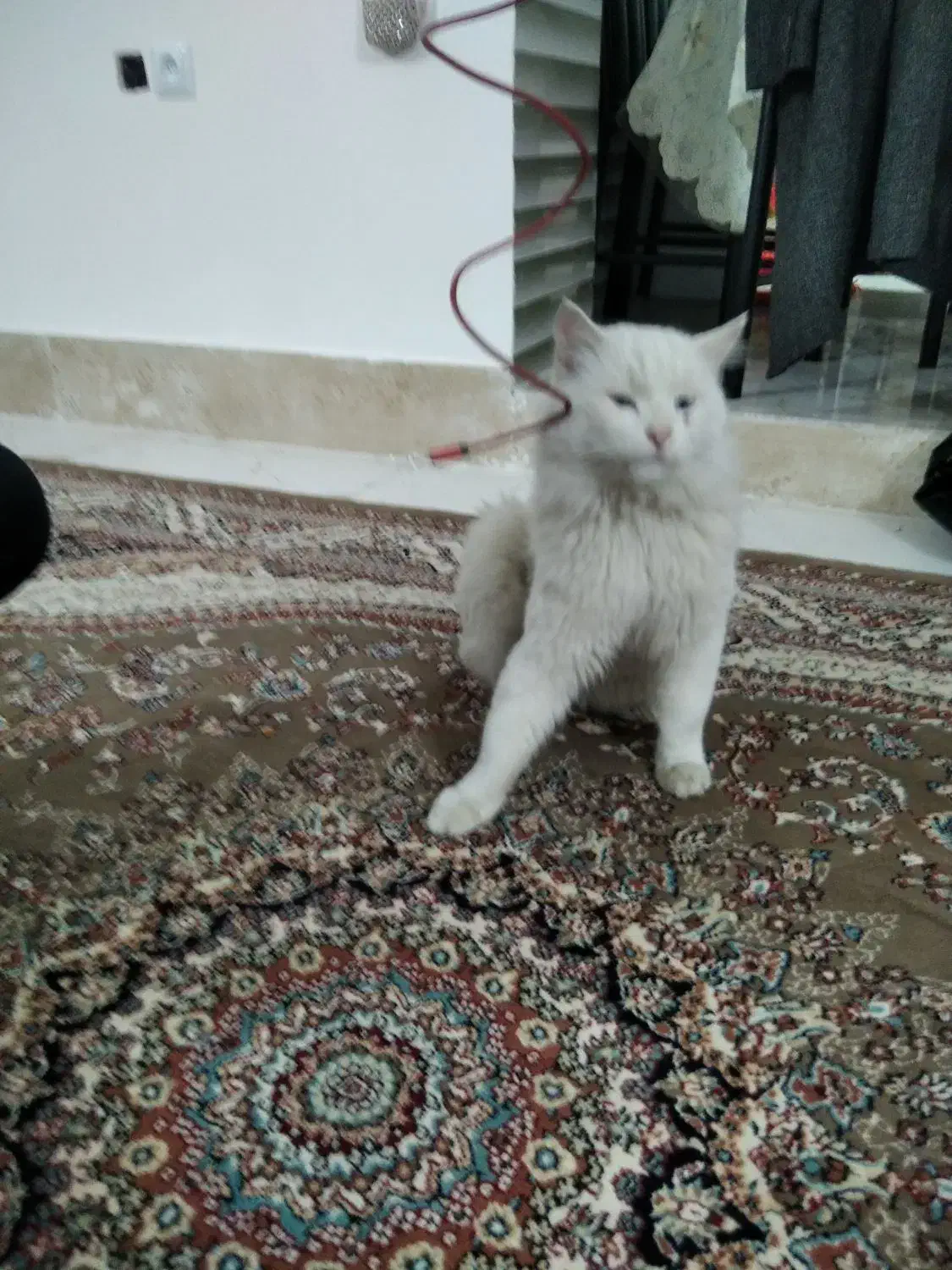 گربه خانگی|گربه|مرند, |دیوار