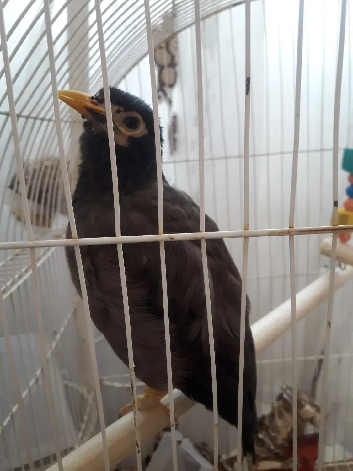 مرغ مینا خوش اواز|پرنده|تبریز, |دیوار