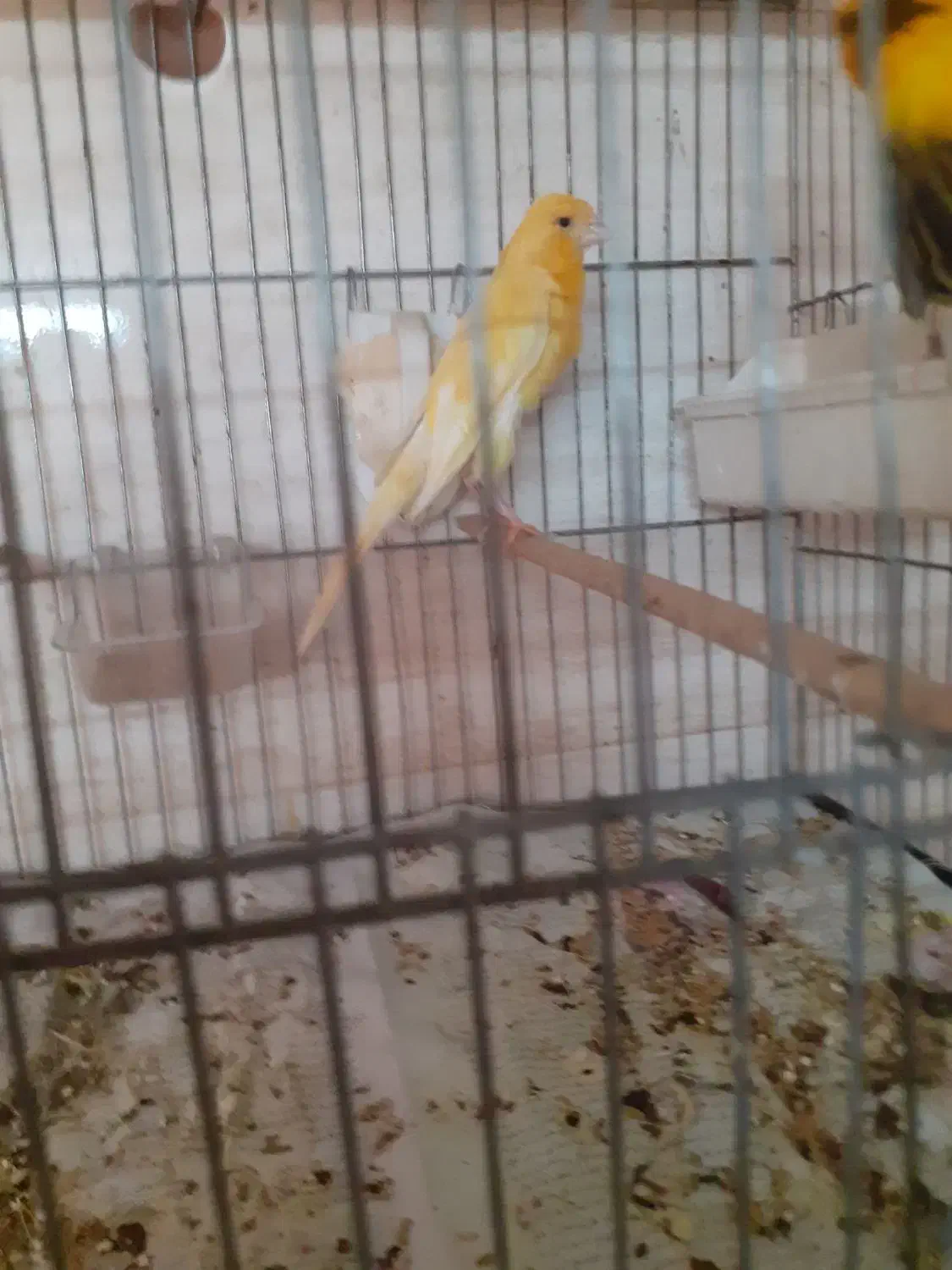 قناری مولد|پرنده|رباطکریم, انجم آباد|دیوار