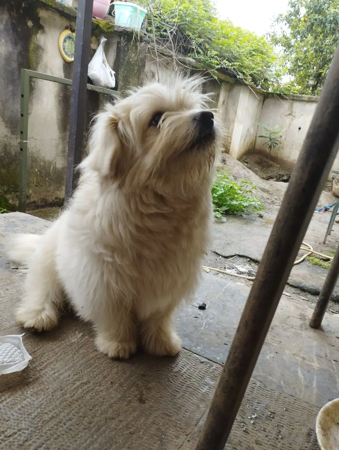 سگ پشمالو|سگ|لاهیجان, قیام|دیوار