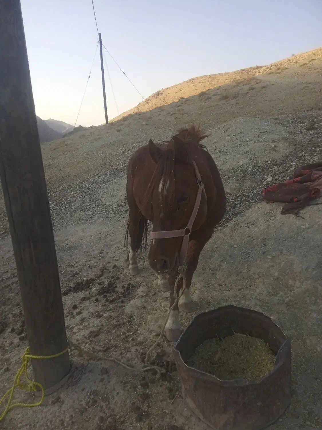 اسب نر اصیل|اسب و تجهیزات اسبسواری|مارگون, |دیوار