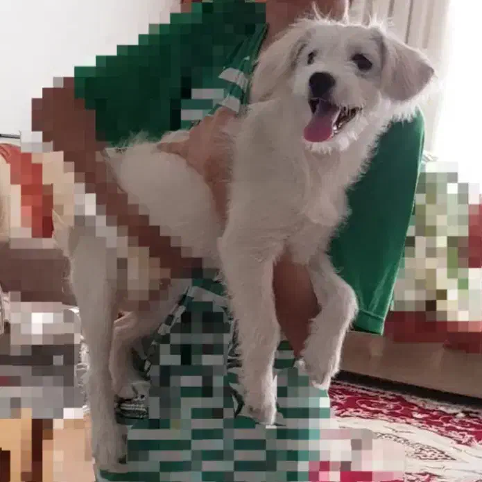 سگ شیتزو|سگ|قم, شهرک مهدیه (مدرس)|دیوار