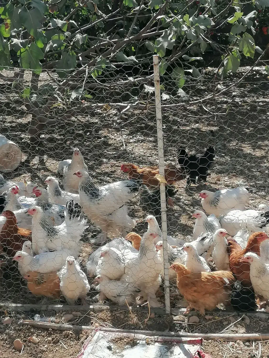 برهما لایت|حیوانات مزرعه|همایجان, |دیوار