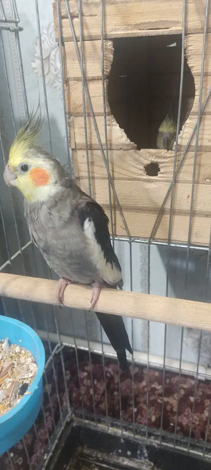 عروس هلندی جفت با تخم|پرنده|کرج, کوی امامیه|دیوار