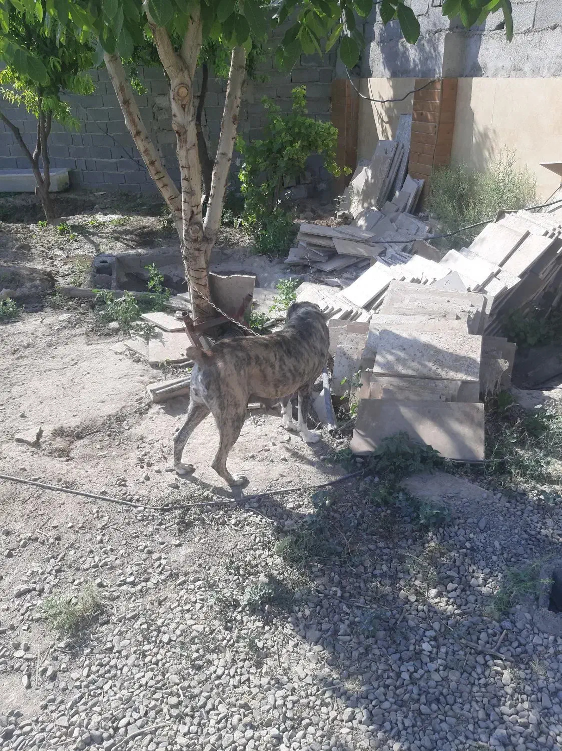 سگ واگذاری|سگ|رباطکریم, رباطکریم|دیوار