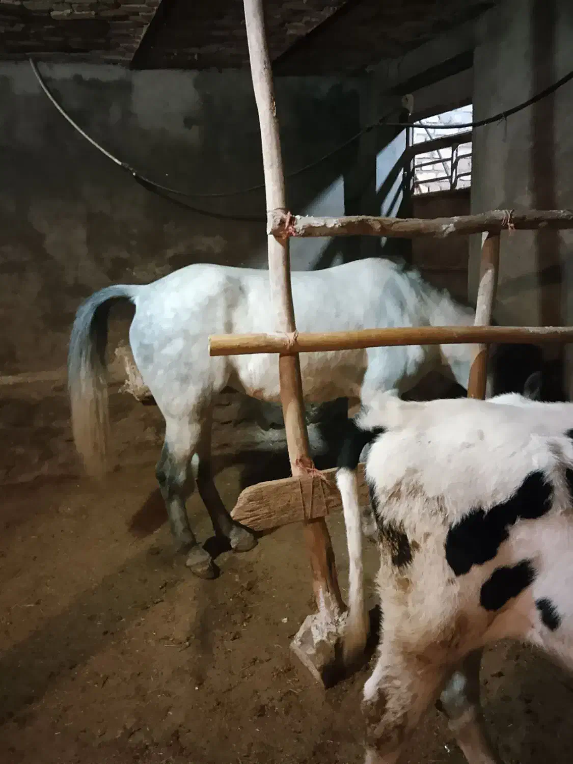 مادیون 5ساله|اسب و تجهیزات اسب‌سواری|بزینه رود, |دیوار