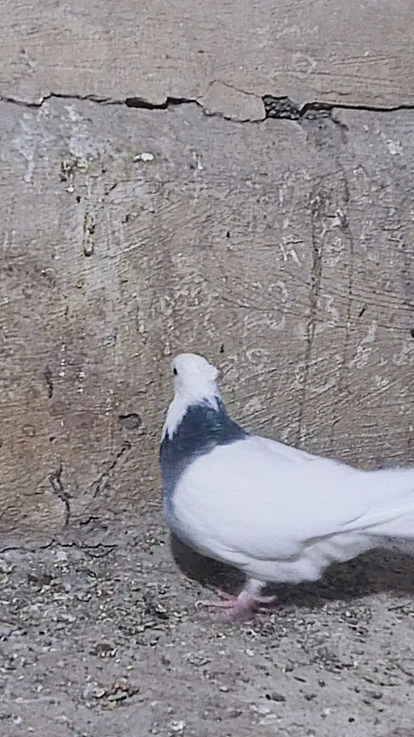 طوقی کبود|پرنده|قزوین, |دیوار