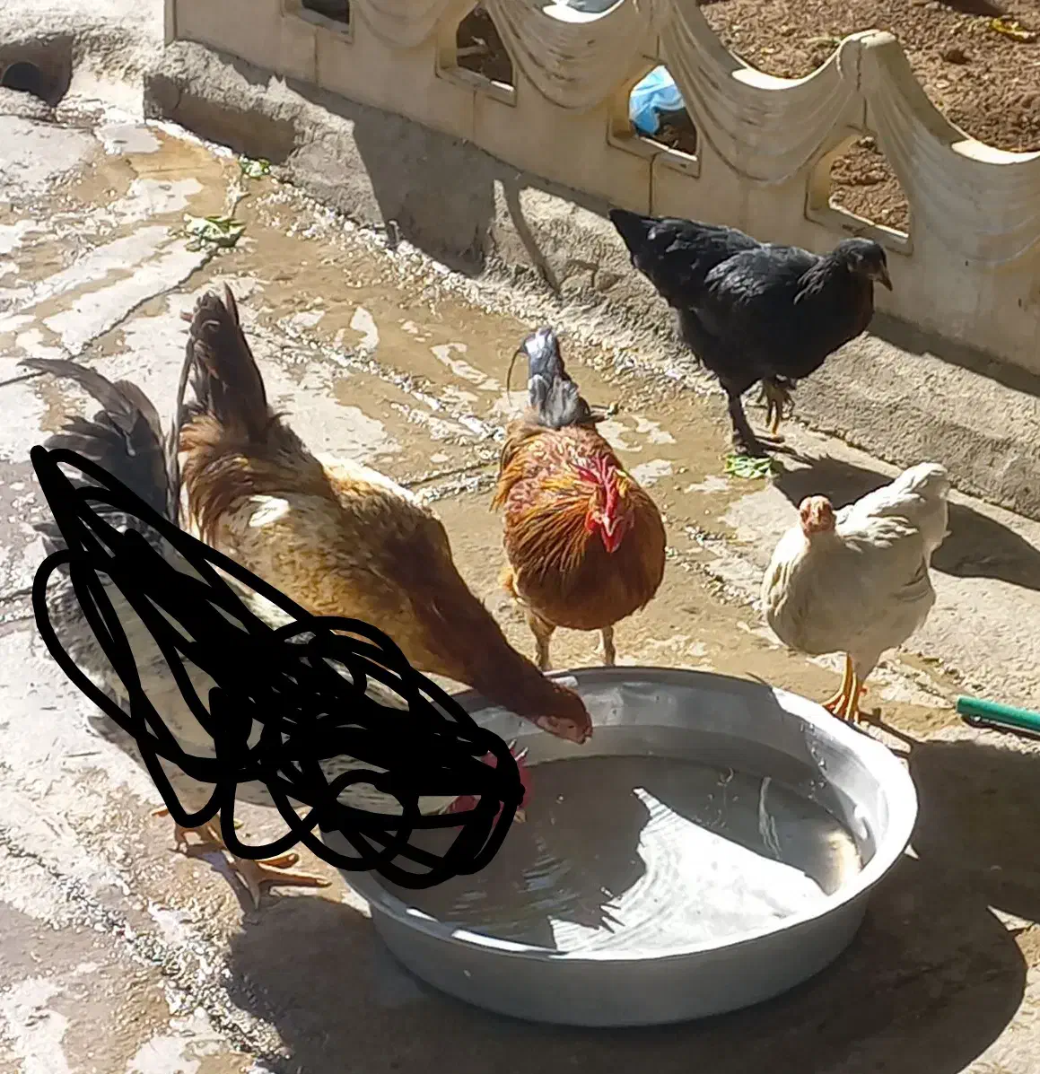 مرغ وخروس|حیوانات مزرعه|سرپل ذهاب, |دیوار