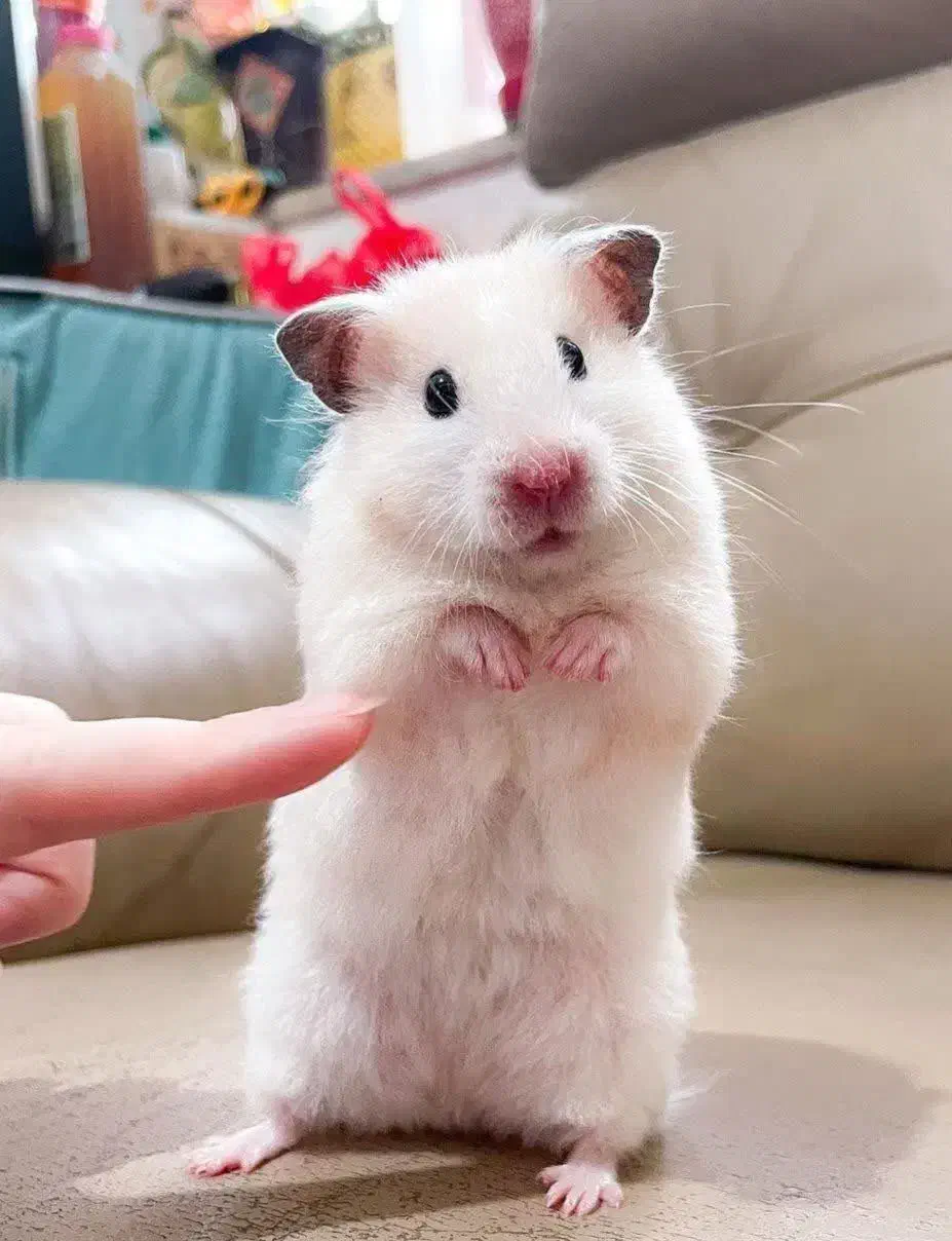 انواع نژاد همستر بندانگشتی کمپل سوری وسایل بازی|موش و خرگوش|اصفهان, غدیر|دیوار