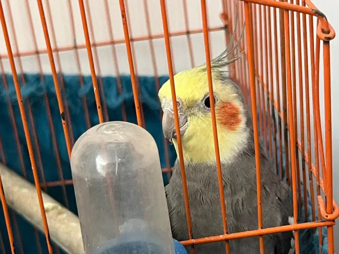 عروس هلندی|پرنده|خلخال, |دیوار