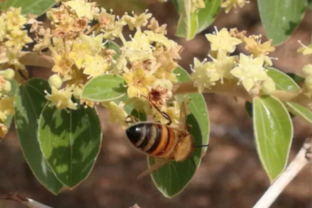 نوار کنه واروا و بیماری زنبور|لوازم جانبی حیوانات|نجفآباد, جلال آباد|دیوار