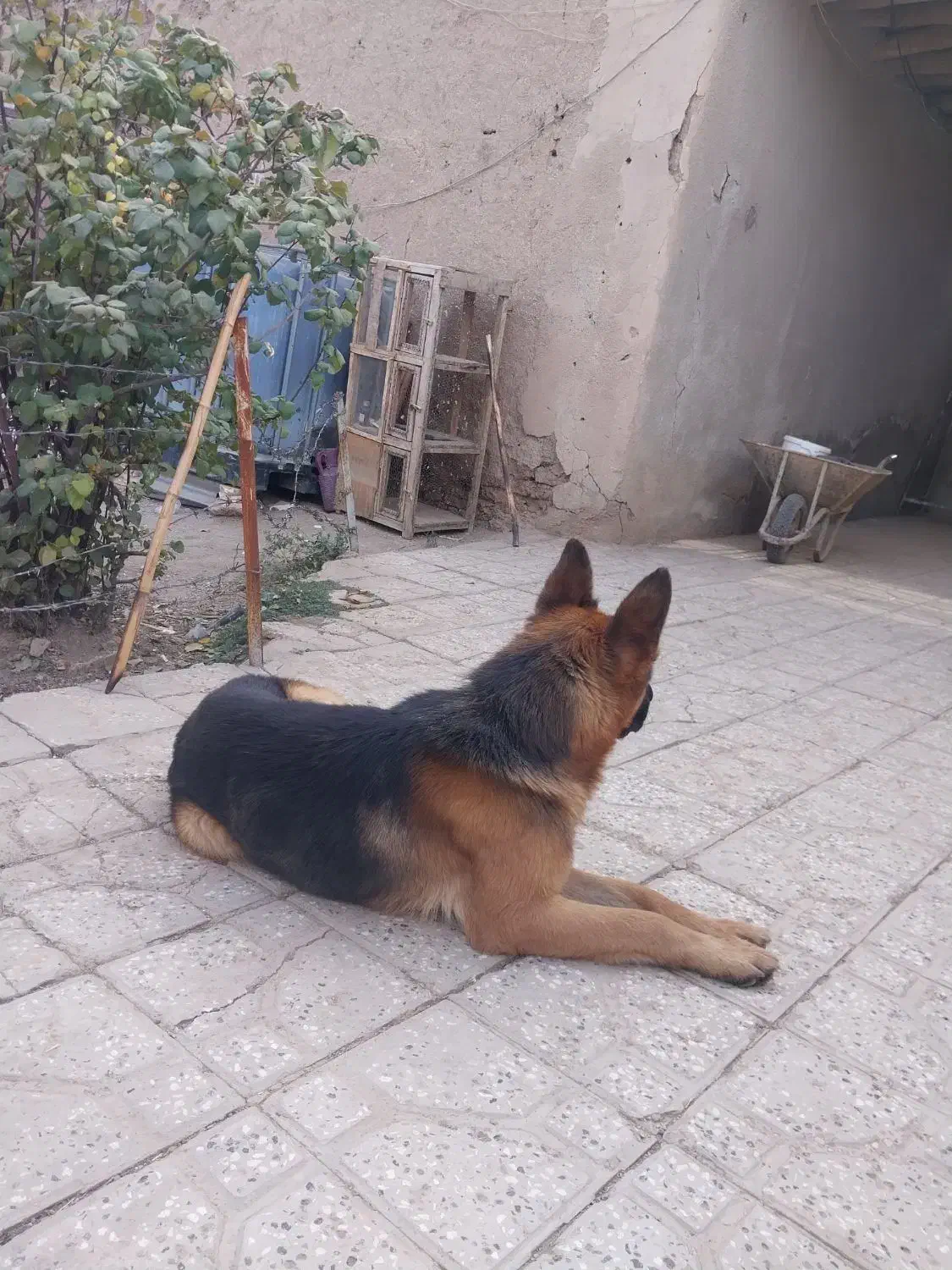 واگذاری ی قلاده ژرمن|سگ|شاهرود, |دیوار