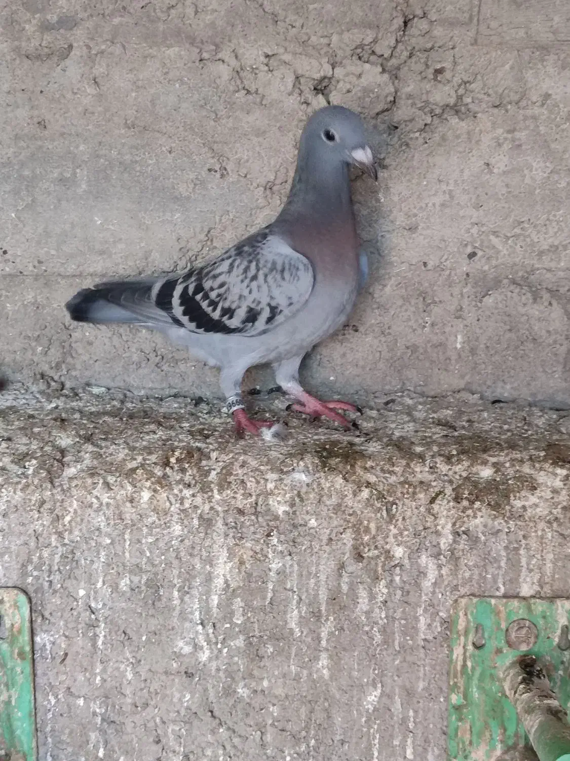 جوجه پلاکی|پرنده|مینودشت, |دیوار