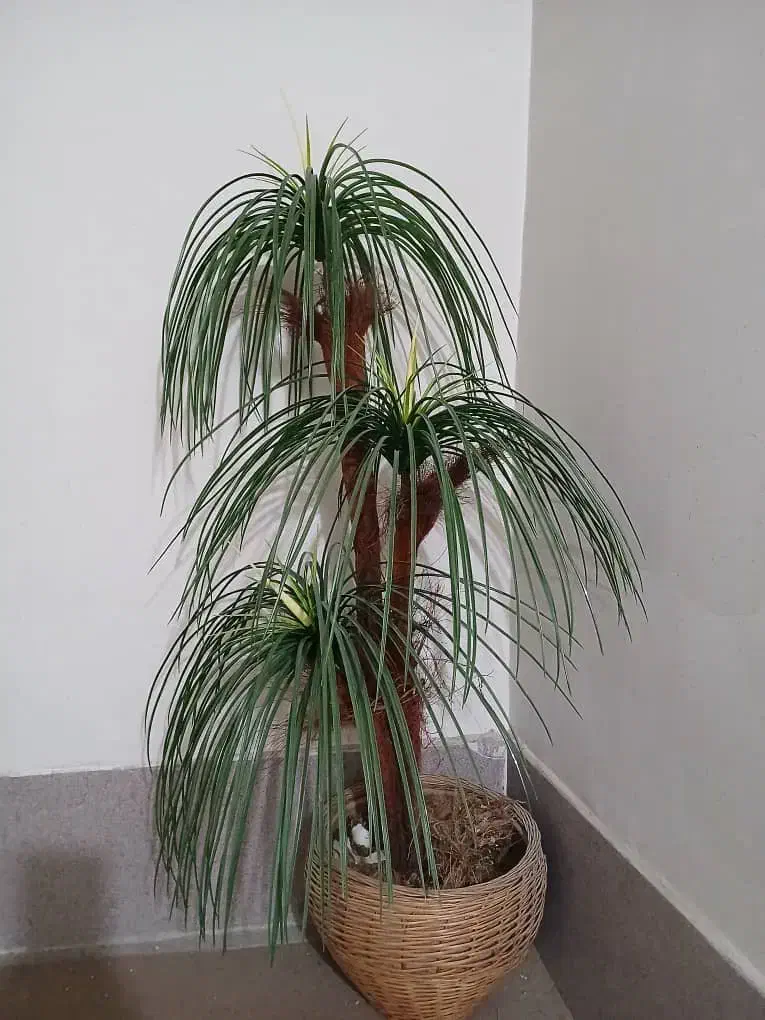 گیاه مصنوعی زینتی|گل مصنوعی|اصفهان, بهارستان|دیوار