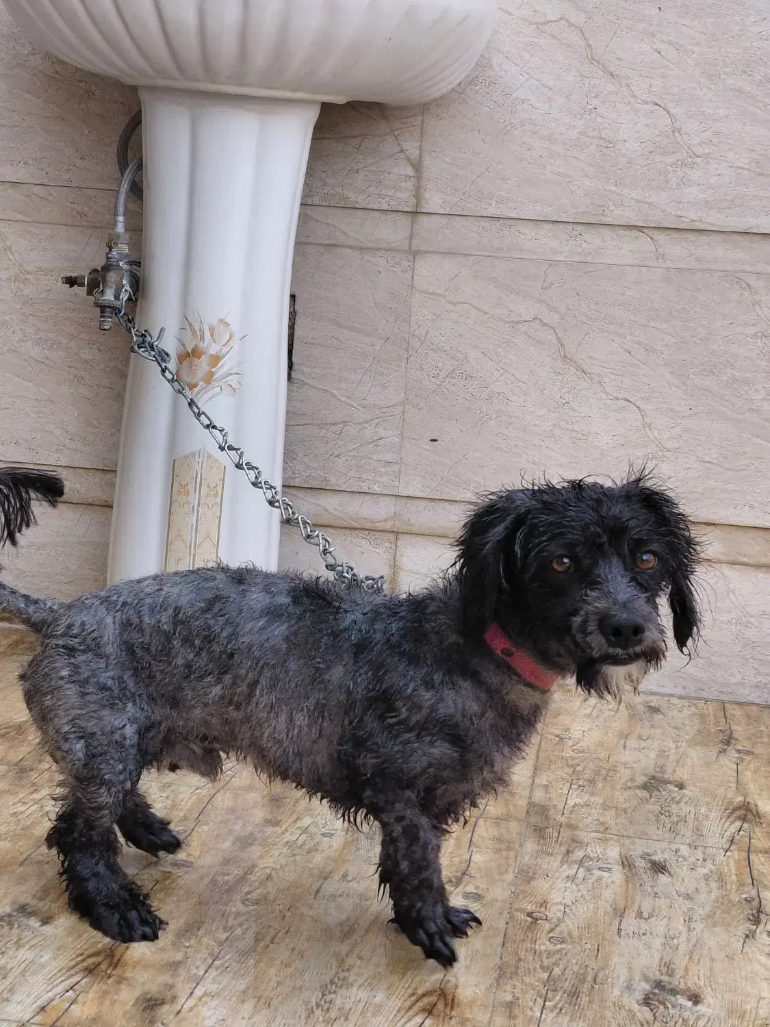 سگ مشکی|سگ|برازجان, |دیوار