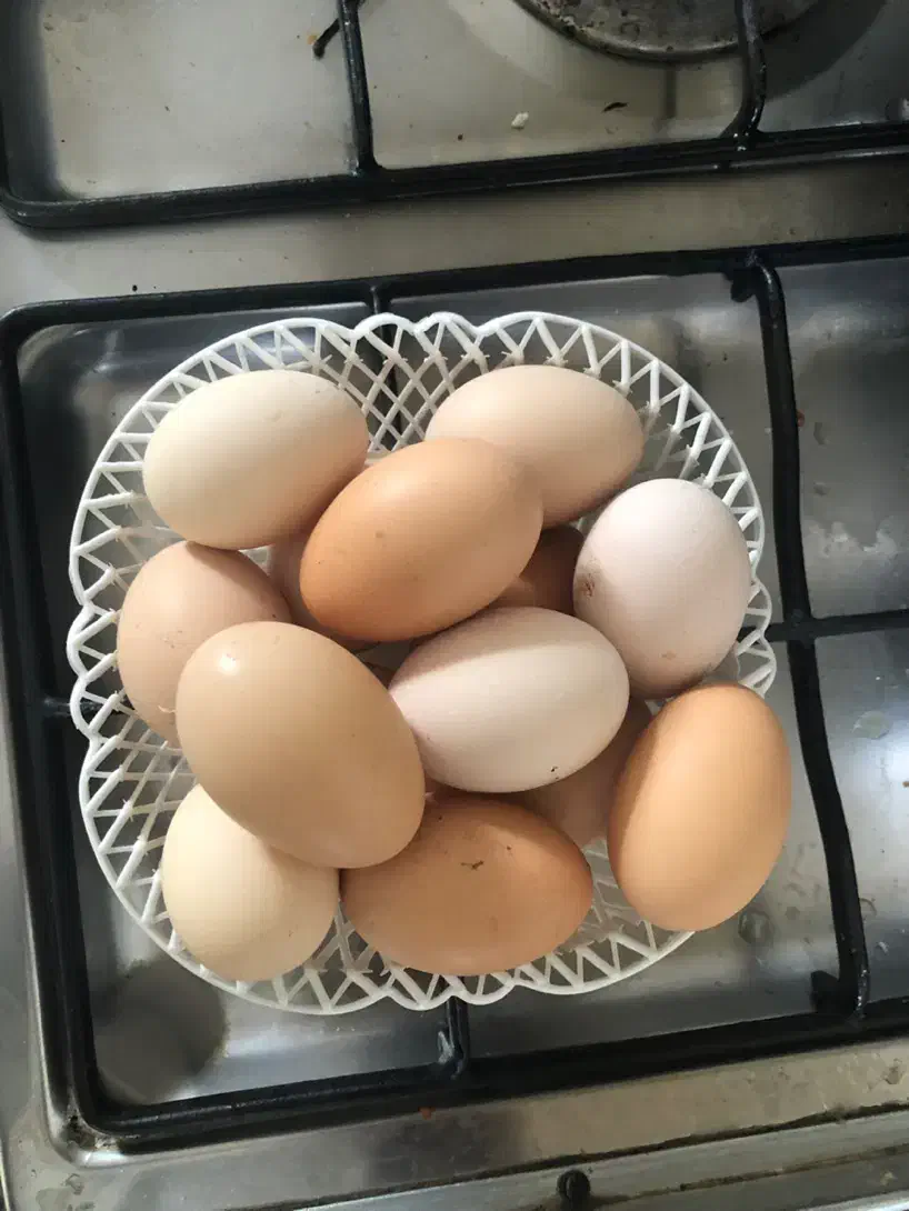 تخم مرغ ارگانیک خانگی و نطفه دار نژادار|خوردنی و آشامیدنی|کرج, محمد آباد|دیوار