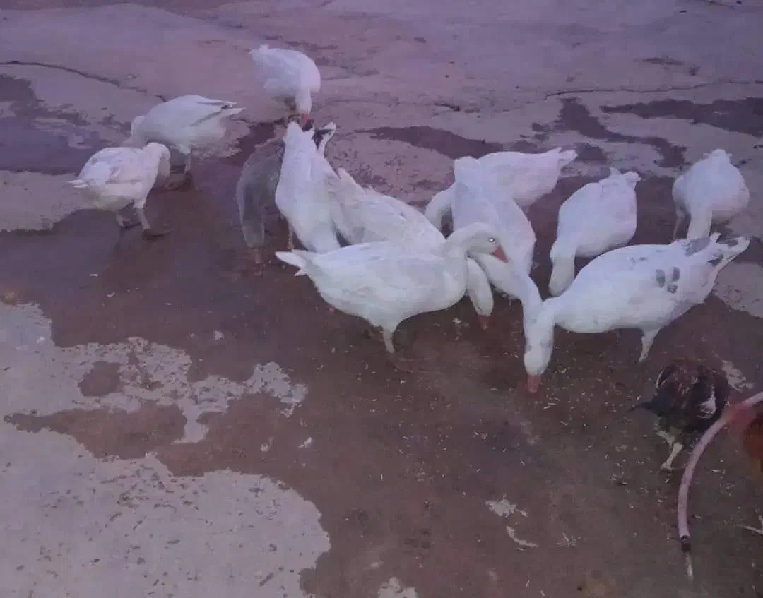 غاز گوشتی|حیوانات مزرعه|بیرانوند, |دیوار