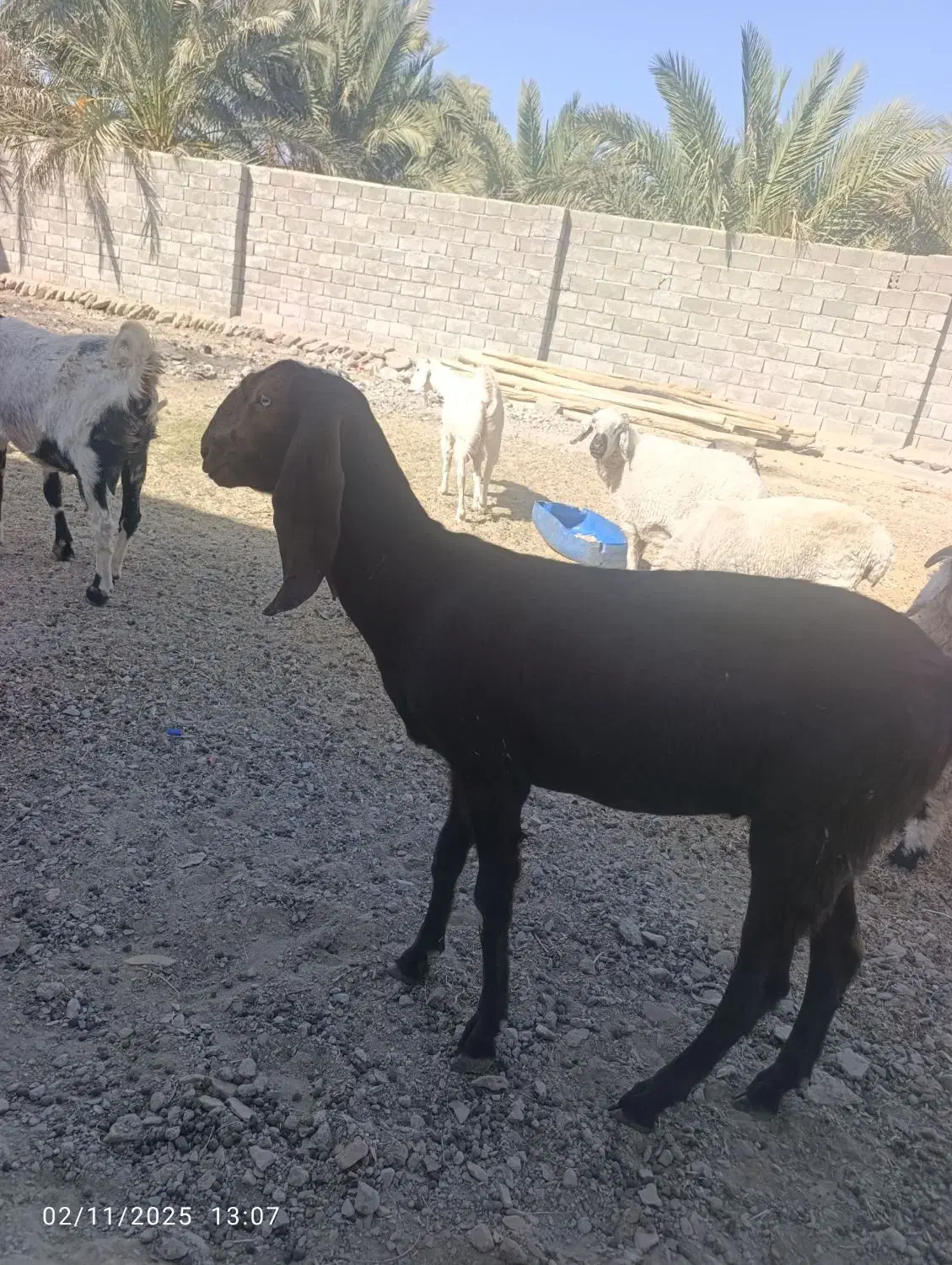 بزگتاچ پنجاب|حیوانات مزرعه|سراوان, |دیوار