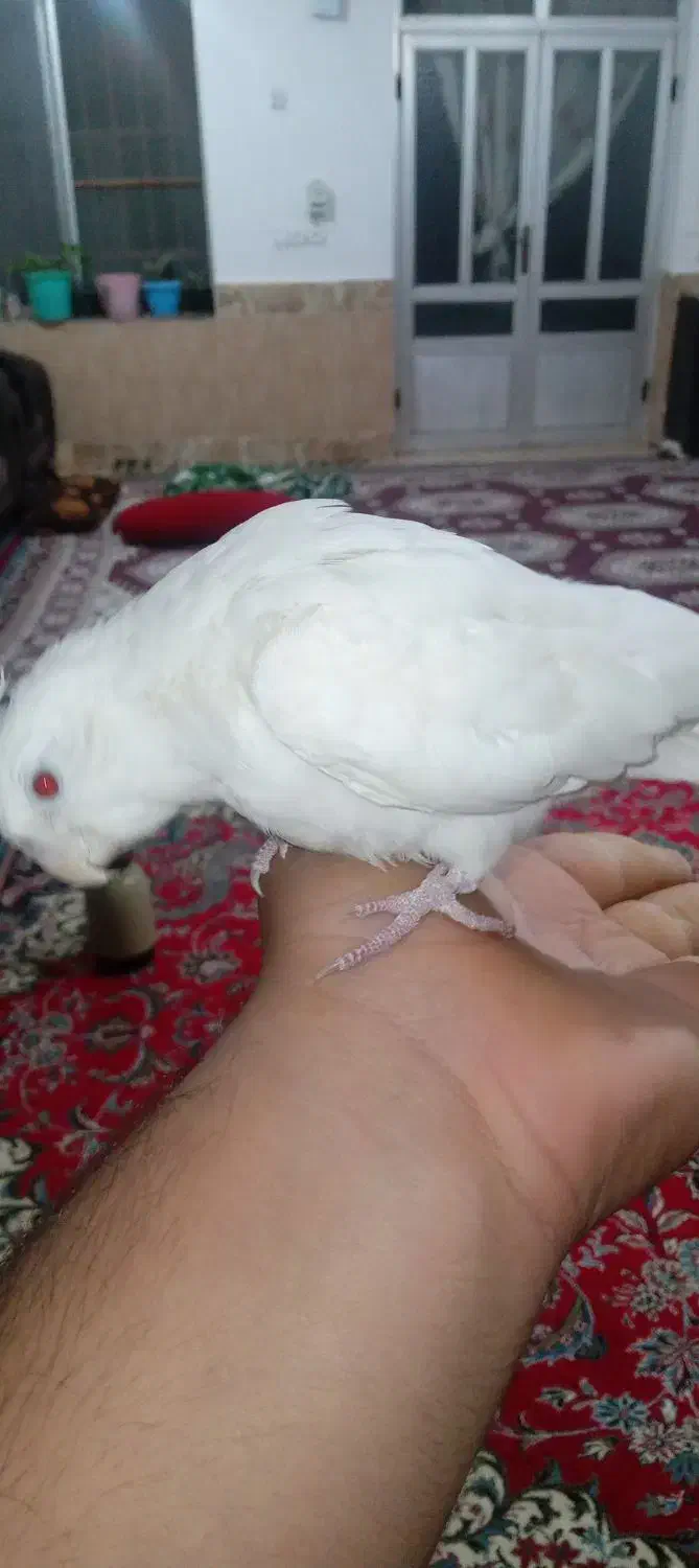 یک عدد عروس هلندی|پرنده|بندر گز, |دیوار