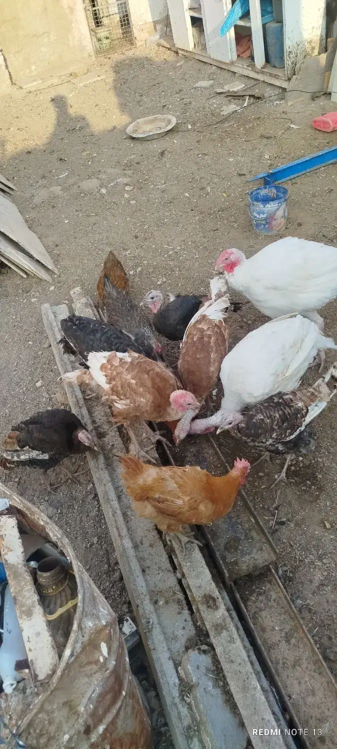 بوقلمون، مرغ، خرگوش لوپ اصل|حیوانات مزرعه|خواف, |دیوار