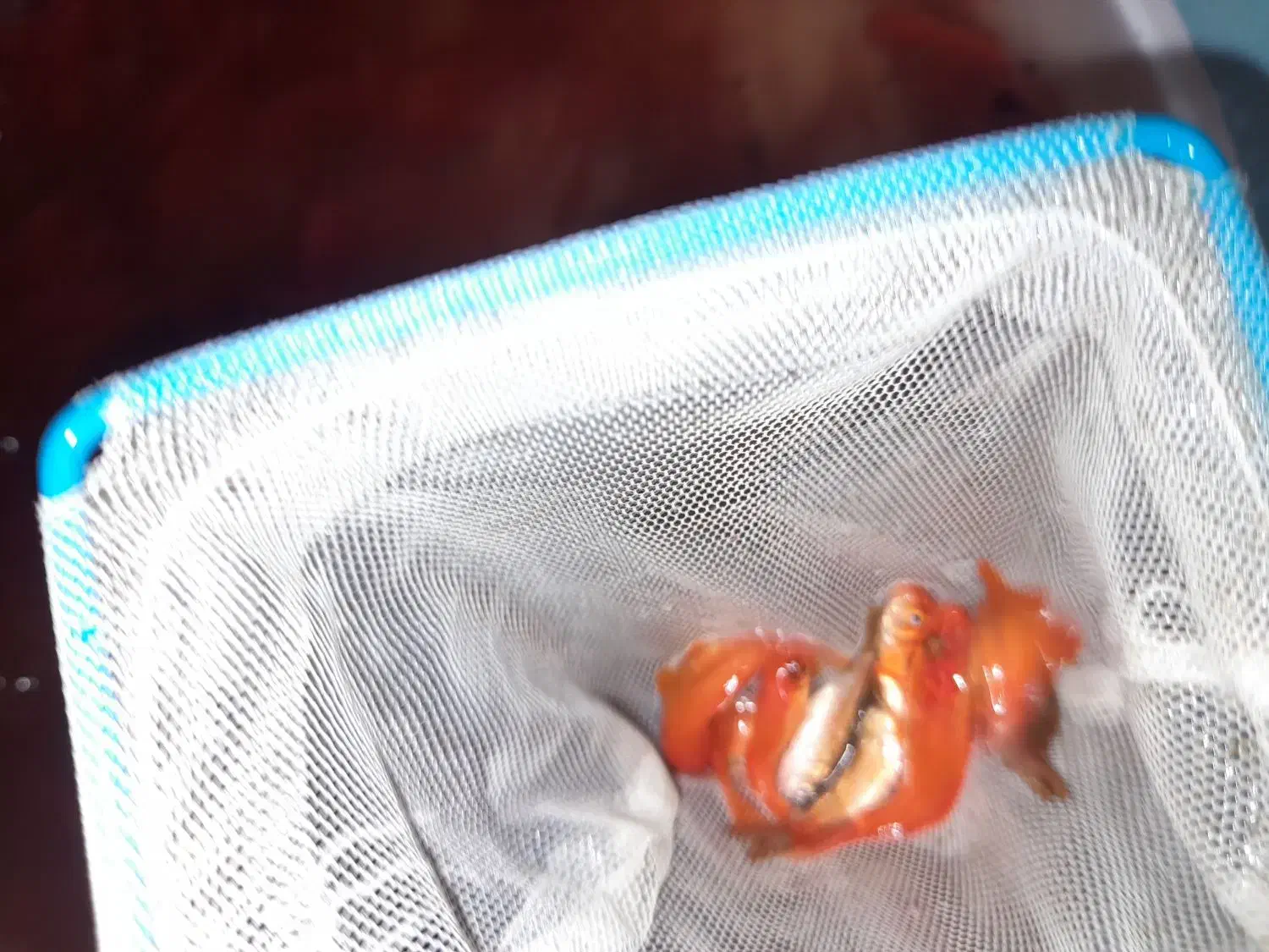 ماهی قرمز|ماهی|بجنورد, |دیوار