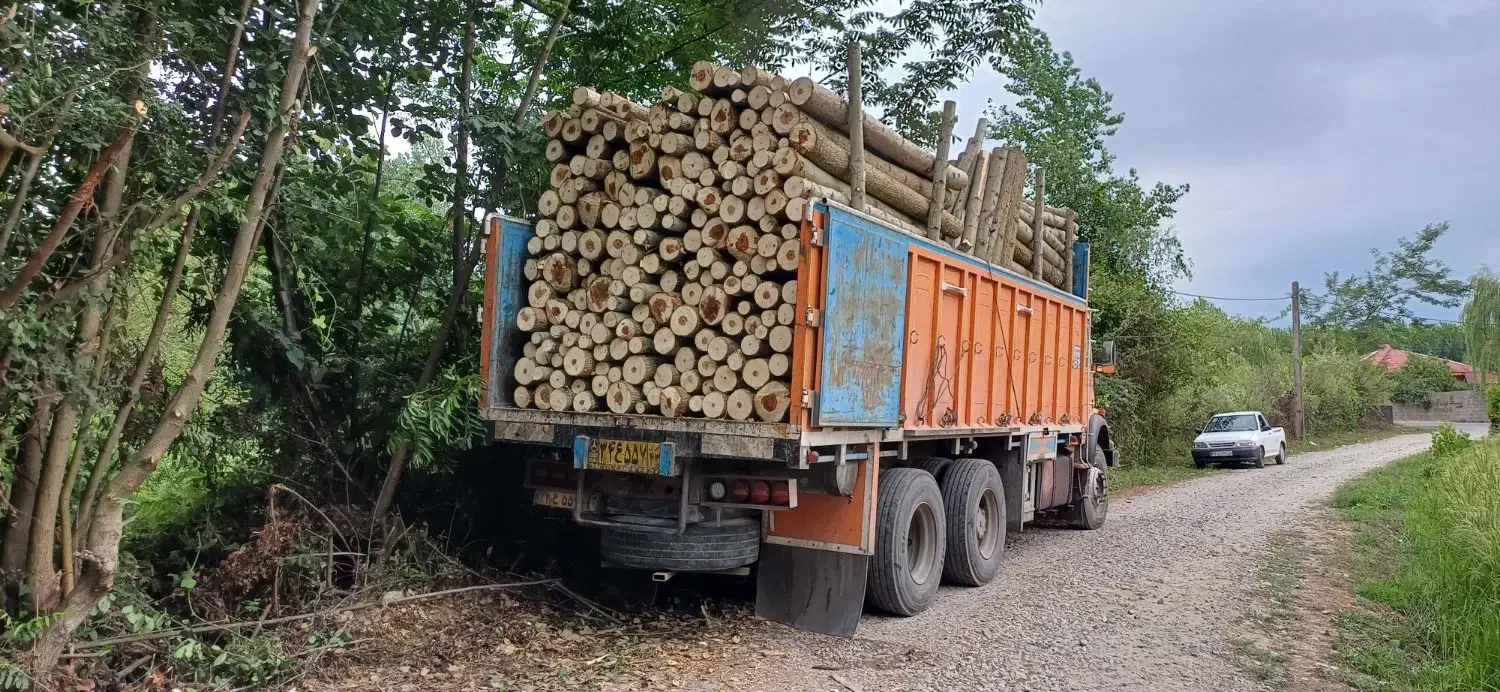 خریدار چوب درخت صنوبر|خدمات باغبانی و درختکاری|صومعهسرا, |دیوار