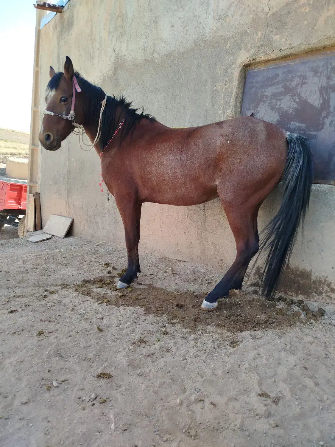 اسب مادیان|اسب و تجهیزات اسبسواری|افشار, |دیوار