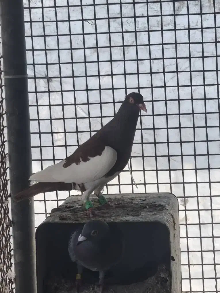 یهودی سرخ|پرنده|شیراز, کوشک میدان|دیوار