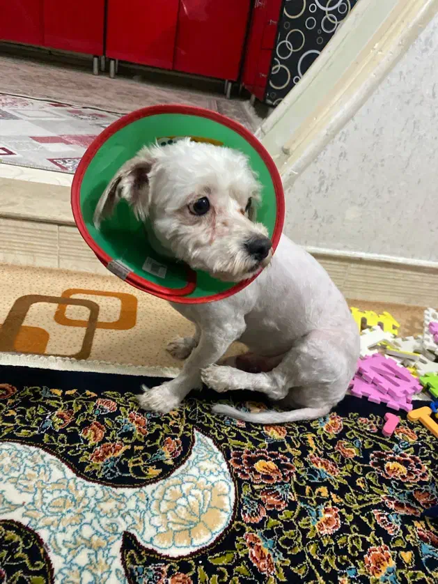 واگذاری سگ شیتزو|سگ|ملکان, |دیوار