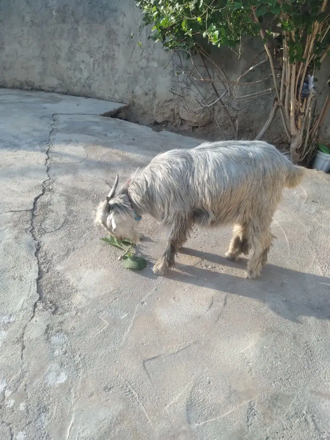 فروش دوبری|حیوانات مزرعه|ایذه, |دیوار